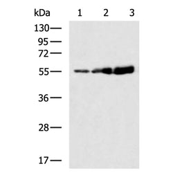 ALDH3A2 rabbit polyclonal antibody