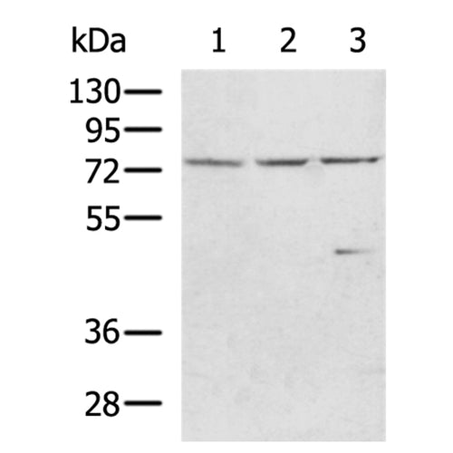 WRAP53 rabbit polyclonal antibody