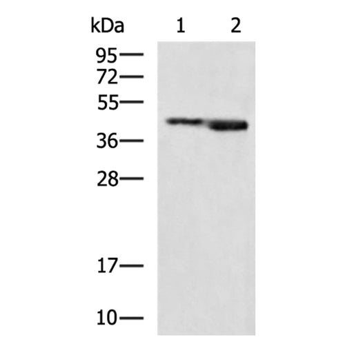 CCN6 rabbit polyclonal antibody