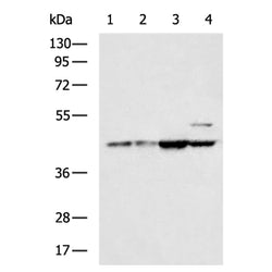 PCID2 rabbit polyclonal antibody