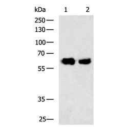 FMO5 rabbit polyclonal antibody