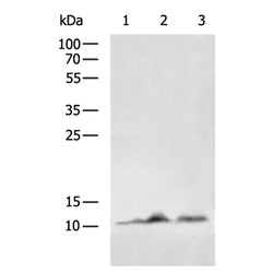 MPC1 rabbit polyclonal antibody