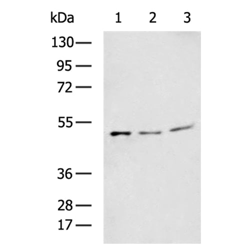 CASP5 rabbit polyclonal antibody