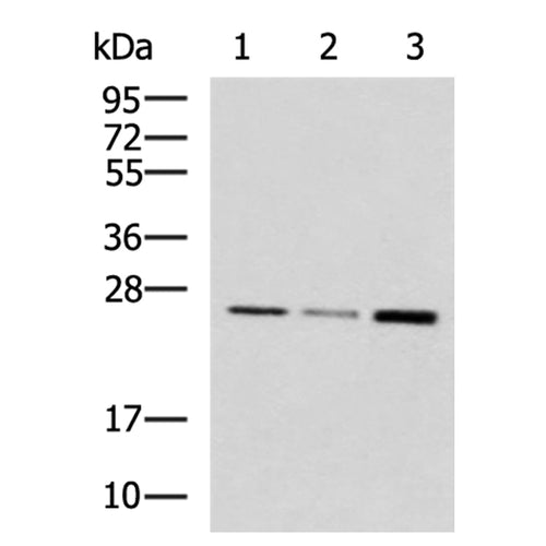 NUDT21 rabbit polyclonal antibody