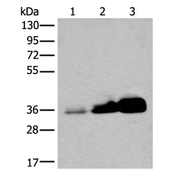 UBE2Z rabbit polyclonal antibody