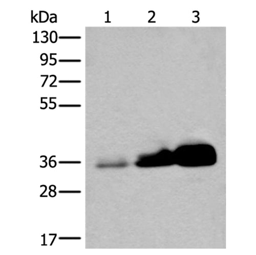 UBE2Z rabbit polyclonal antibody