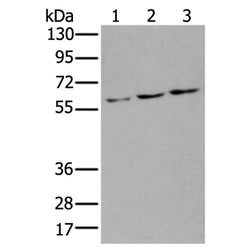 ZNF8 rabbit polyclonal antibody