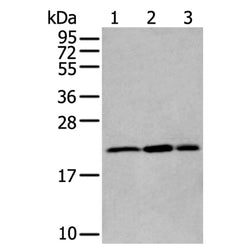RBM8A rabbit polyclonal antibody