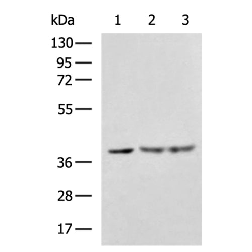 WARS2 rabbit polyclonal antibody