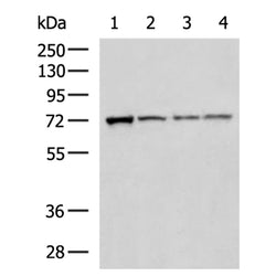 NELFA rabbit polyclonal antibody