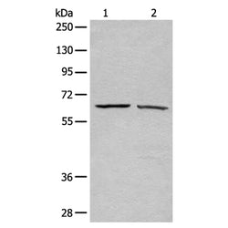 ATAD3A rabbit polyclonal antibody
