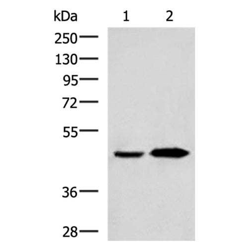 BHMT2 rabbit polyclonal antibody