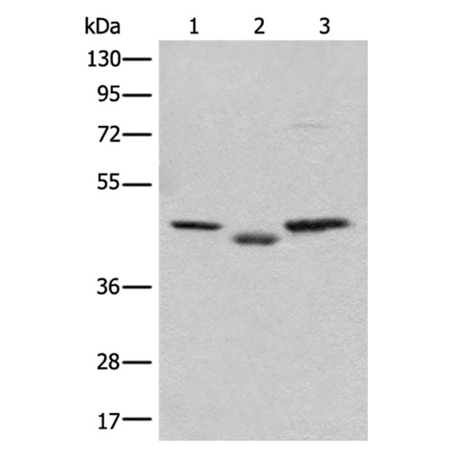 C12orf10 rabbit polyclonal antibody