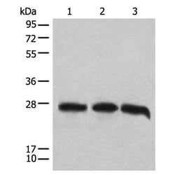 CHCHD3 rabbit polyclonal antibody