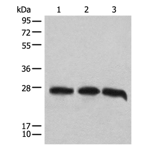 CHCHD3 rabbit polyclonal antibody