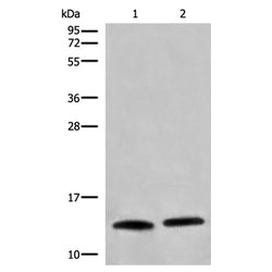 CHCHD5 rabbit polyclonal antibody