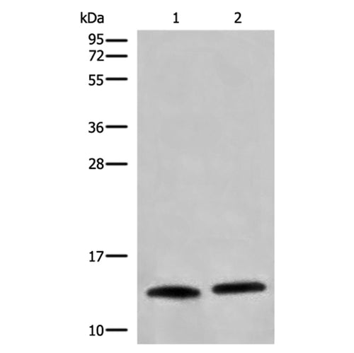 CHCHD5 rabbit polyclonal antibody