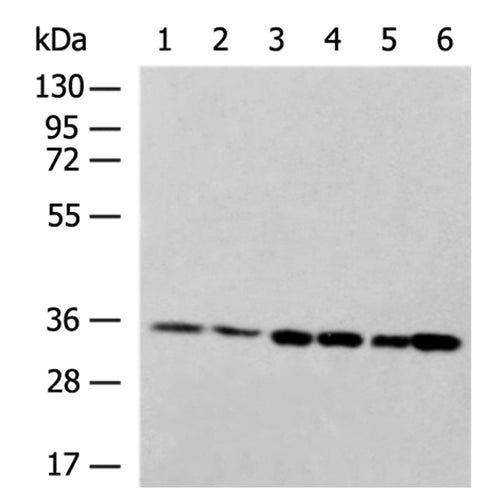 COPE rabbit polyclonal antibody