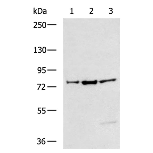 CPEB4 rabbit polyclonal antibody