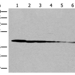 PITPNB rabbit polyclonal antibody