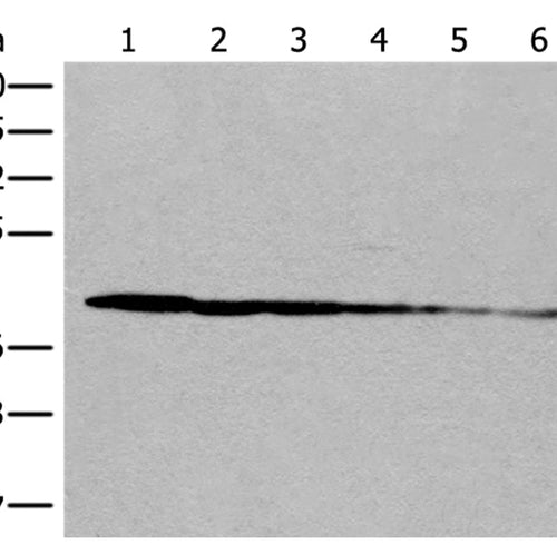 PITPNB rabbit polyclonal antibody
