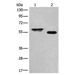 HAS3 rabbit polyclonal antibody