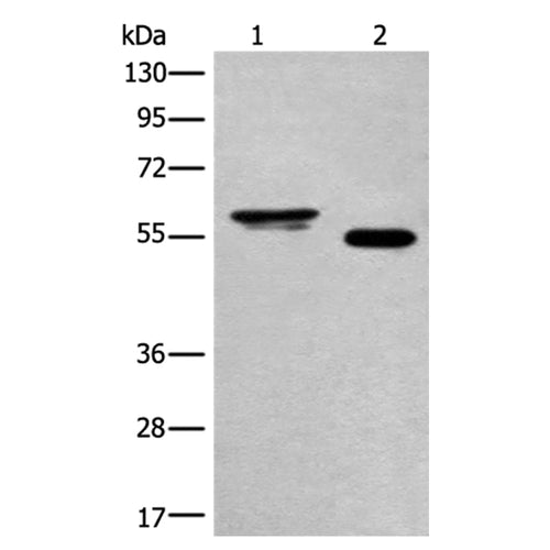HAS3 rabbit polyclonal antibody