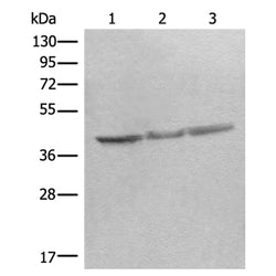 STOML2 rabbit polyclonal antibody