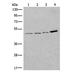 SPOCK3 rabbit polyclonal antibody
