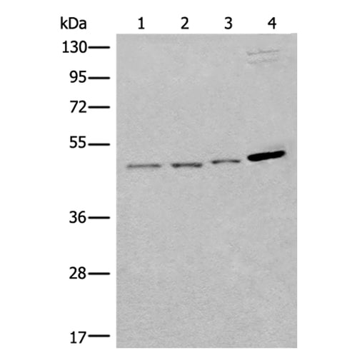 SPOCK3 rabbit polyclonal antibody