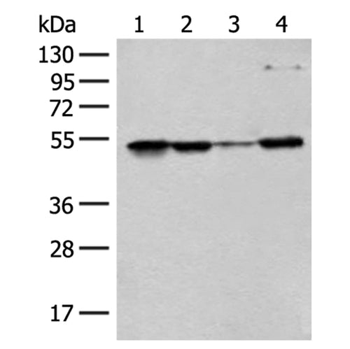 RRP1 rabbit polyclonal antibody