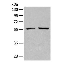 SELENBP1 rabbit polyclonal antibody