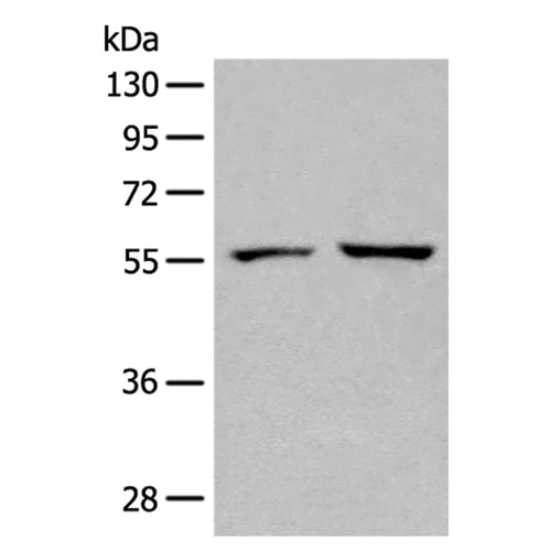 SELENBP1 rabbit polyclonal antibody