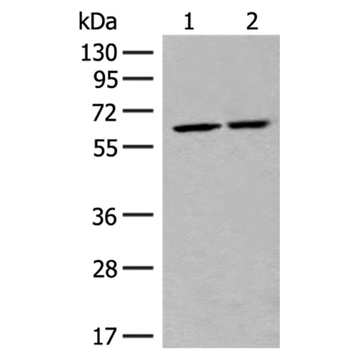 NCLN rabbit polyclonal antibody
