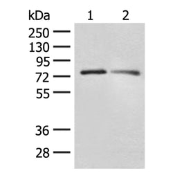 FXR2 rabbit polyclonal antibody
