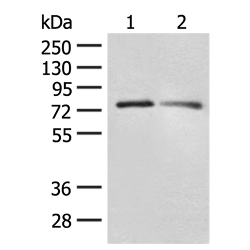 FXR2 rabbit polyclonal antibody