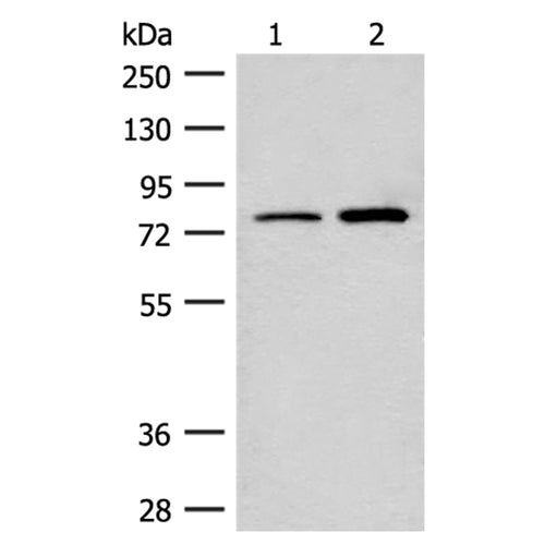 THOP1 rabbit polyclonal antibody