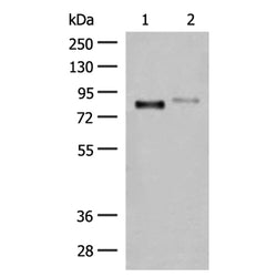 STT3A rabbit polyclonal antibody