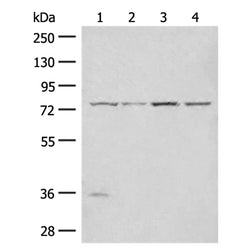 TLE1 rabbit polyclonal antibody