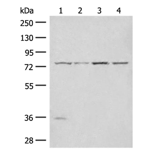 TLE1 rabbit polyclonal antibody