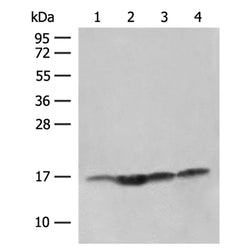 MAGOHB rabbit polyclonal antibody