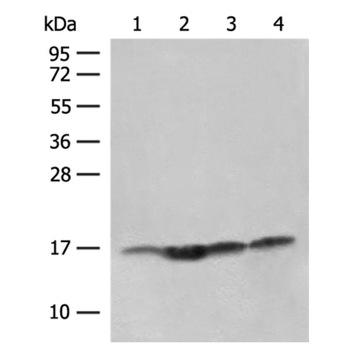 MAGOHB rabbit polyclonal antibody