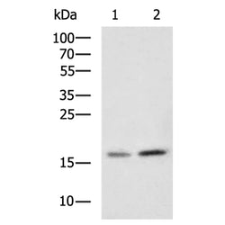 CASP3 (active) rabbit polyclonal antibody