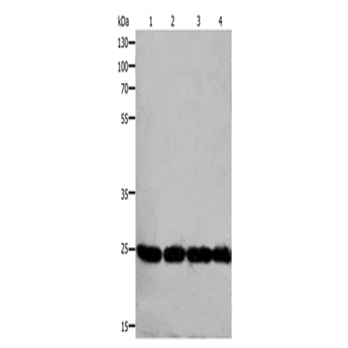 RAN rabbit polyclonal antibody