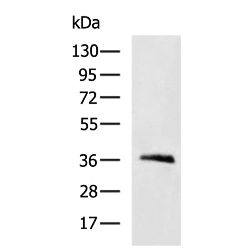 AQP3 rabbit polyclonal antibody