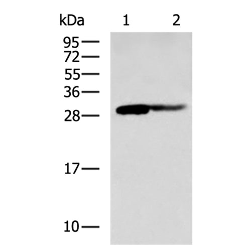 FGF3 rabbit polyclonal antibody