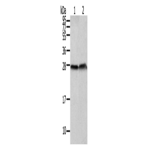 CLDN19 rabbit polyclonal antibody