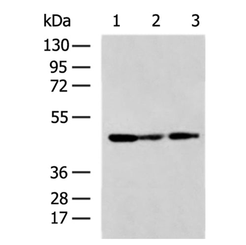 SLC16A14 rabbit polyclonal antibody