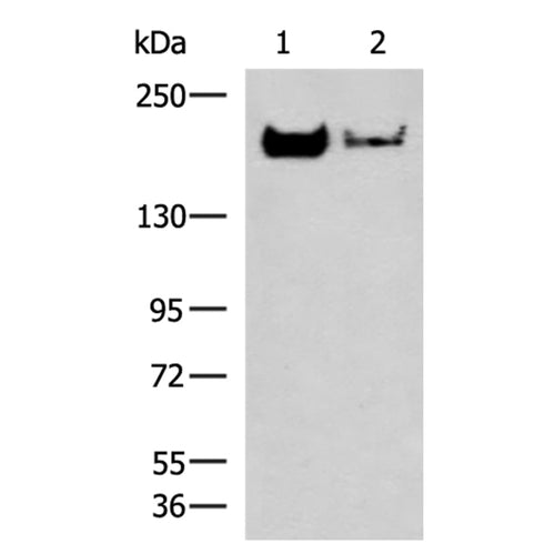 NCAN rabbit polyclonal antibody