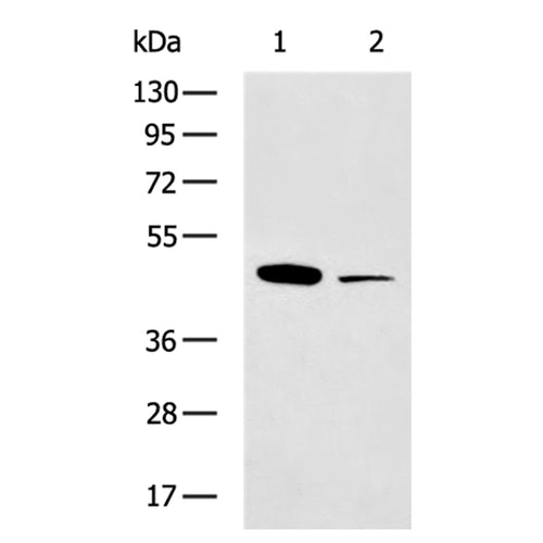 SGK2 rabbit polyclonal antibody
